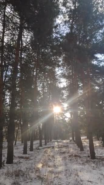 垂直ビデオ4K冬の風景 — ストック動画