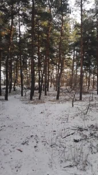 Pionowe Wideo Zimowy Krajobraz — Wideo stockowe