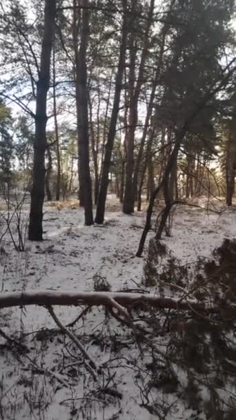 Vertikální Video Zimní Krajina — Stock video