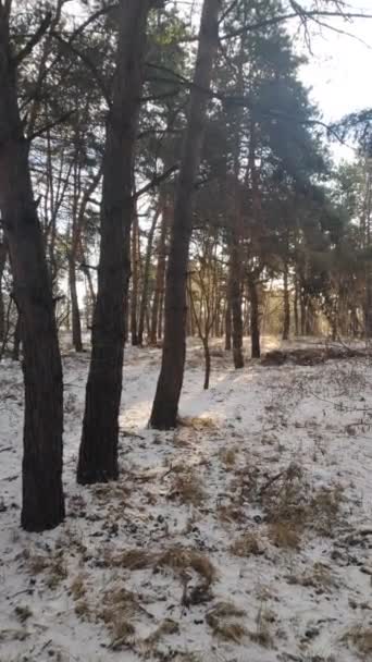 Dikey Video Kış Manzarası — Stok video
