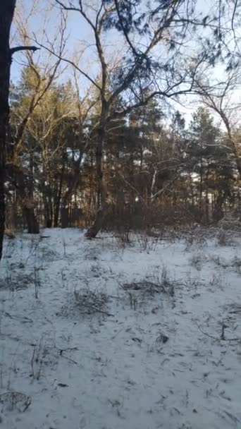 垂直视频4K冬季景观 — 图库视频影像