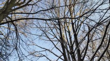 Ağaç dalları gökyüzüne karşı