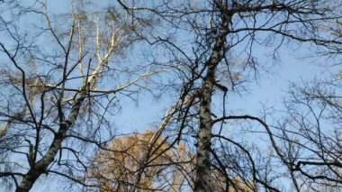 Ağaç dalları gökyüzüne karşı