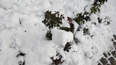 Ağaç dallarında kar. Karda çalılar