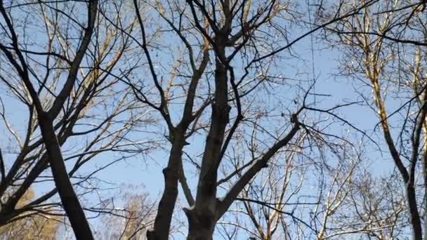树枝相对于天空 — 图库视频影像