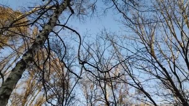 空に対する木の枝 — ストック動画