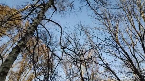 Branches Arbres Contre Ciel — Video