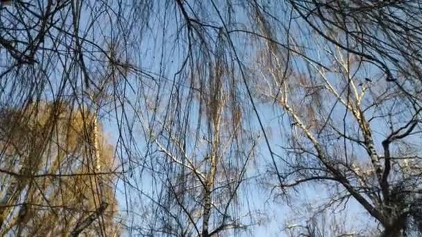 树枝上的雪 雪地里的灌木丛 — 图库视频影像