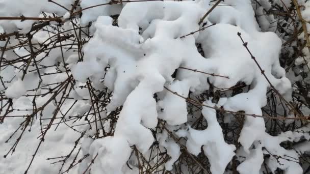 Sneeuw Boomtakken Struiken Sneeuw — Stockvideo