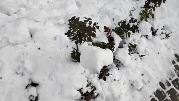 Neve Galhos Árvore Arbustos Neve — Vídeo de Stock