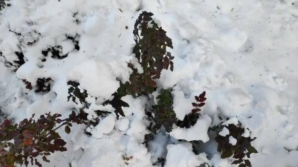 Nieve Sobre Hojas Verdes Nieve Las Ramas — Vídeos de Stock