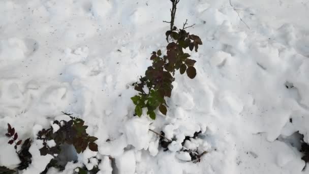 Sneeuw Groene Bladeren Sneeuw Takken — Stockvideo