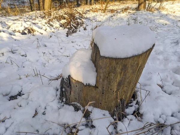 Пень Снегу — стоковое фото