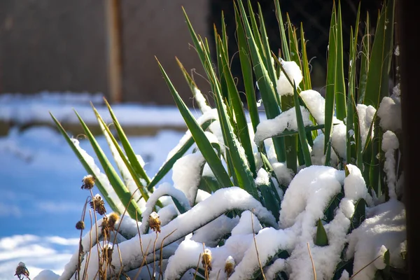 Ycca Nieve Nieve Sobre Hojas Verdes — Foto de Stock