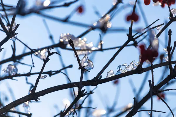 Neve Gelo Nos Ramos — Fotografia de Stock