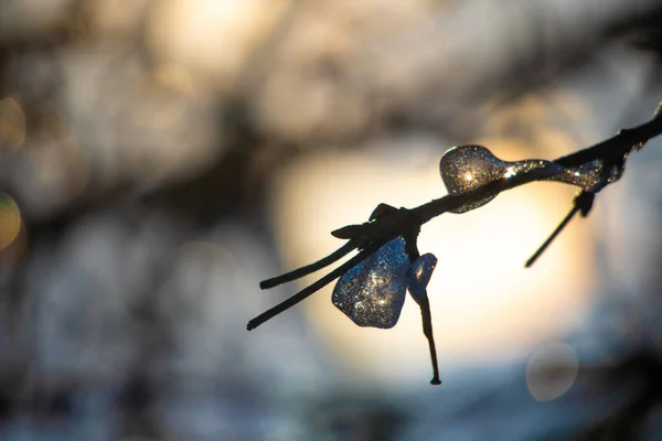 Snow Ice Branches — Stock Photo, Image