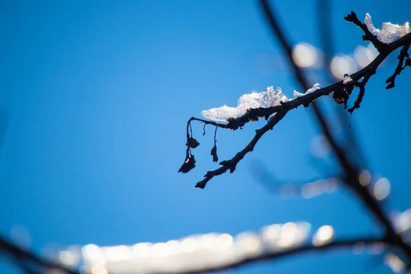 Neve Gelo Nos Ramos — Fotografia de Stock