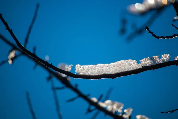 Neve Gelo Nos Ramos — Fotografia de Stock