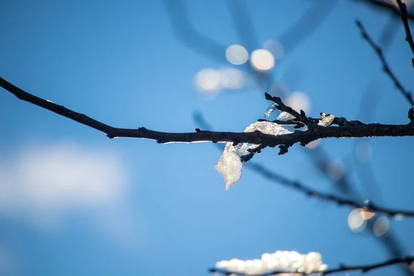 Neve Gelo Nos Ramos — Fotografia de Stock