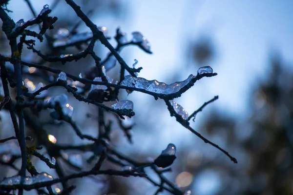 雪と氷の枝 — ストック写真