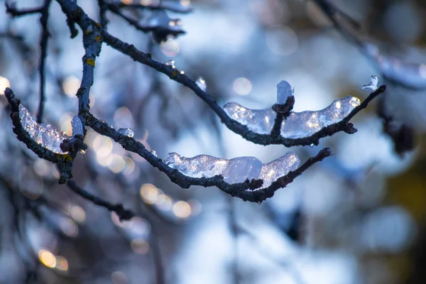 Neve Gelo Nos Ramos — Fotografia de Stock