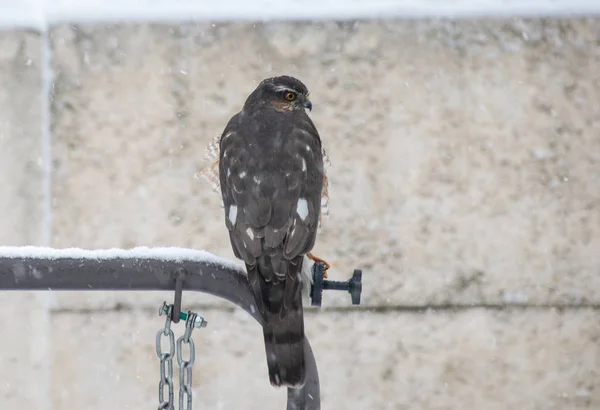 hawk is hunting. Winter Sparrowhawk in Snowfall