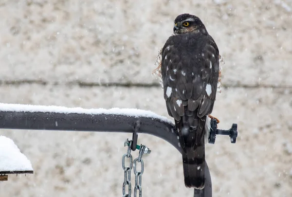 hawk is hunting. Winter Sparrowhawk in Snowfall