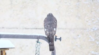 Hawk avlanıyor. Kar yağışında Kış Atmacası
