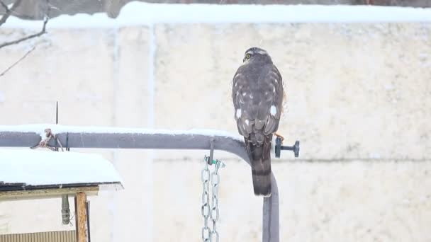 老鹰在打猎降雪中的冬季麻雀 — 图库视频影像