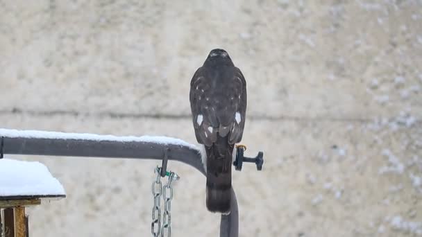Hawk Hunting Winter Sparrowhawk Snowfall — Stock Video