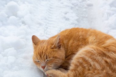 Karda kırmızı kedi. Sokak kedisi