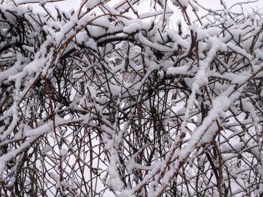 Ağaç dallarında güzel kar