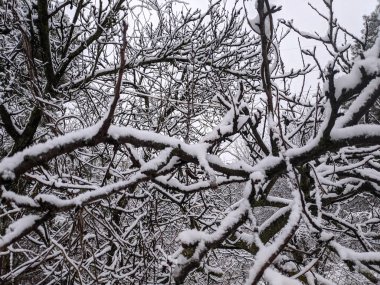 Ağaç dallarında güzel kar