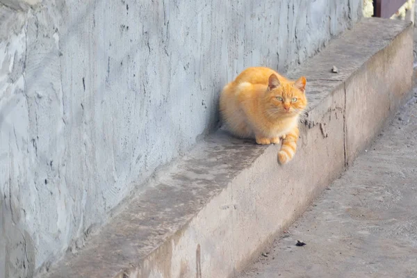 고양이 떠돌이 고양이 — 스톡 사진