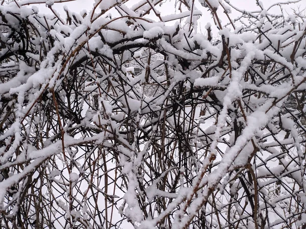 Ağaç Dallarında Güzel Kar — Stok fotoğraf
