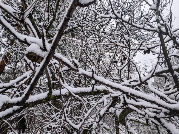 Όμορφο Χιόνι Κλαδιά Δέντρων — Φωτογραφία Αρχείου