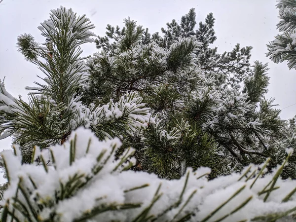 Krásný Sníh Větvích Stromů — Stock fotografie