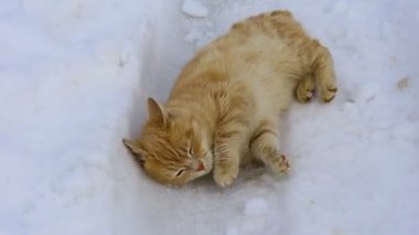 Güzel kızıl kedi. Kardaki kedi. kedi yüzü.