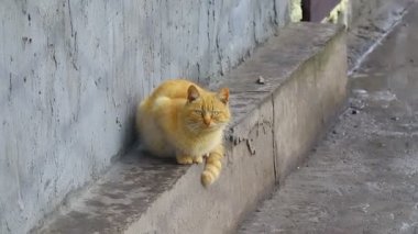 Güzel kızıl kedi. Kardaki kedi. kedi yüzü.