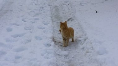 Güzel kızıl kedi. Kardaki kedi. kedi yüzü.