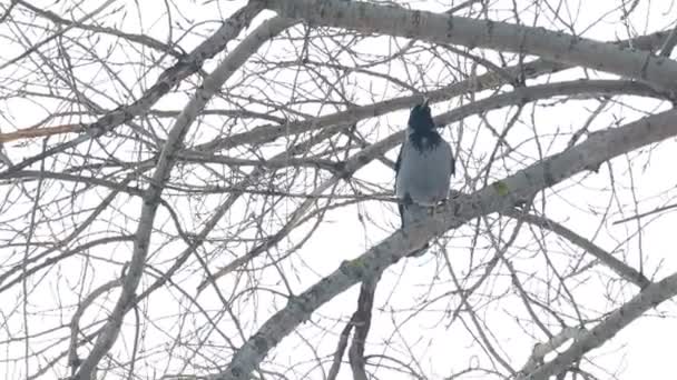 gros corbeau gris. corbeau criant à haute voix 