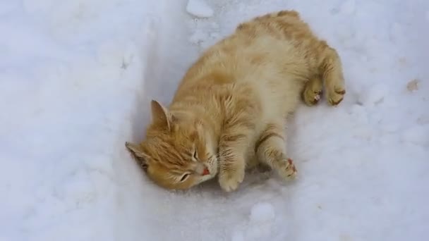 Schöne Ingwerkatze Katze Schnee Katzengesicht — Stockvideo
