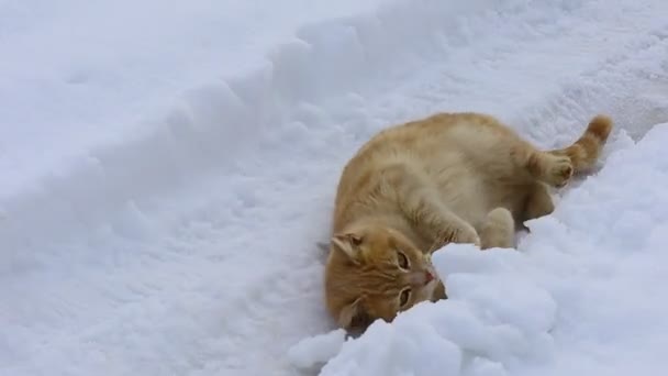 Gyönyörű Vörös Macska Macska Hóban Macskaarc — Stock videók