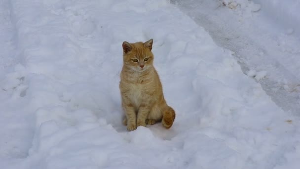 Прекрасная Рыжая Кошка Кошка Снегу Лицо Кошки — стоковое видео