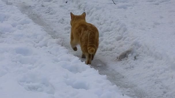 Прекрасная Рыжая Кошка Кошка Снегу Лицо Кошки — стоковое видео