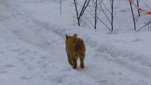Hermoso Gato Jengibre Gato Nieve Cara Gato — Vídeos de Stock