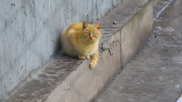 Hermoso Gato Jengibre Gato Nieve Cara Gato — Vídeos de Stock