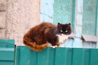 Siyah kedi çitin üstünde oturuyor.