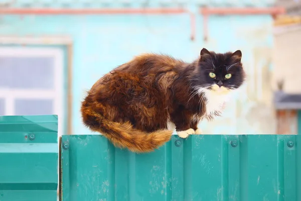 Gato Preto Senta Uma Cerca — Fotografia de Stock