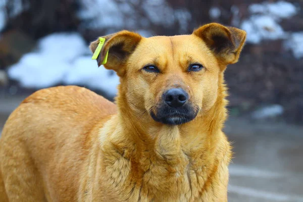 Cane Randagio Allo Zenzero Bel Viso Cane — Foto Stock